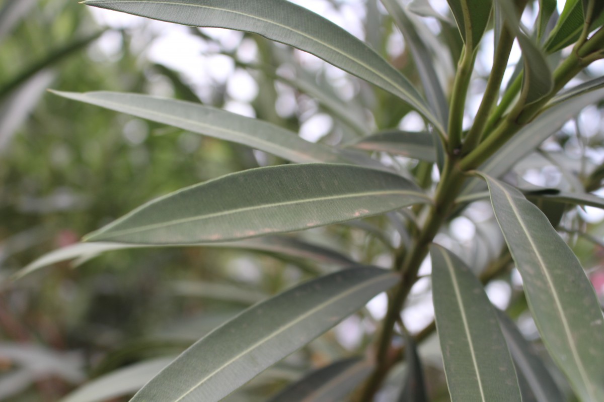 Nerium oleander L.